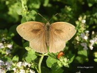 brauner Schmetterling